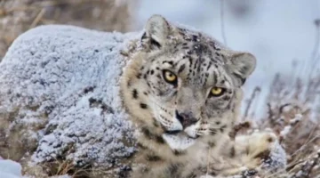 تحذير للسياح.. كيف تسببت هواية تصوير نمر الثلوج في كارثة غير متوقعة؟